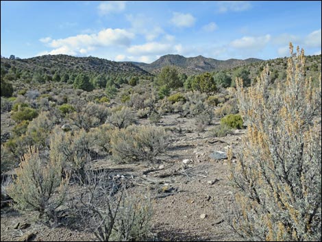 Basin and Range