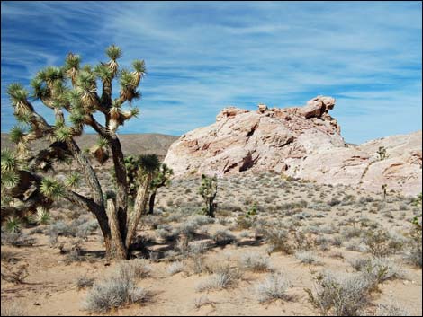 Gold Butte