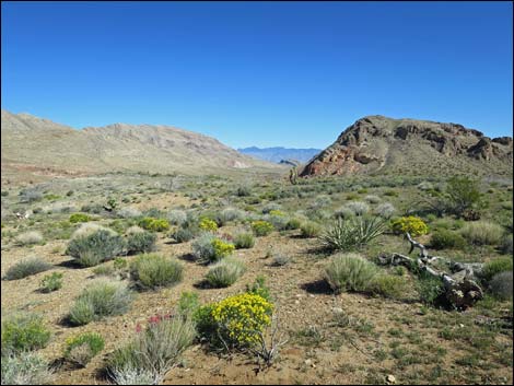 Gold Butte