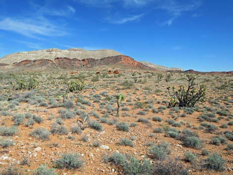 Gold Butte National Monument