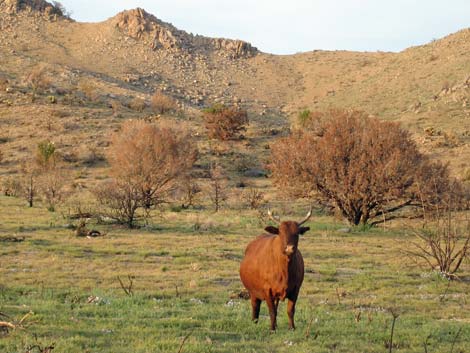 Mojave National Preserve