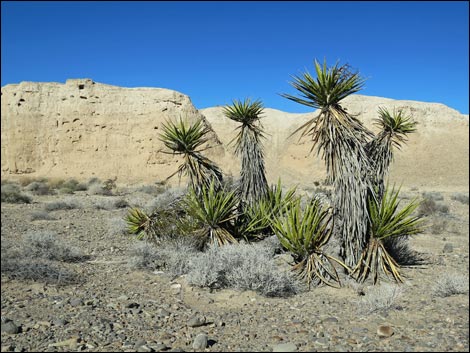 Tule Springs National Monument