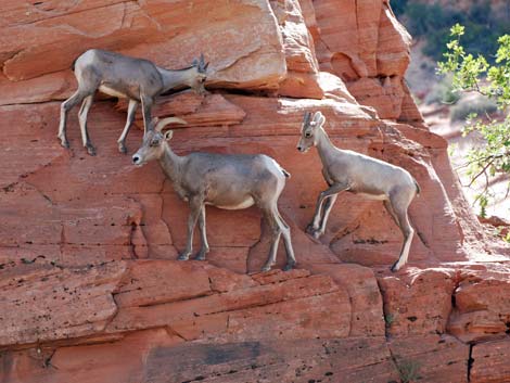 Zion National Park