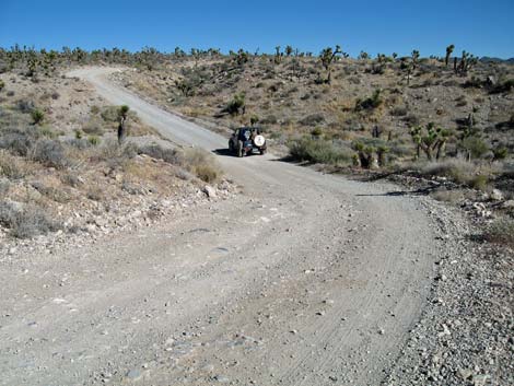 Yucca Forest