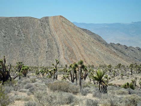 Yucca Forest