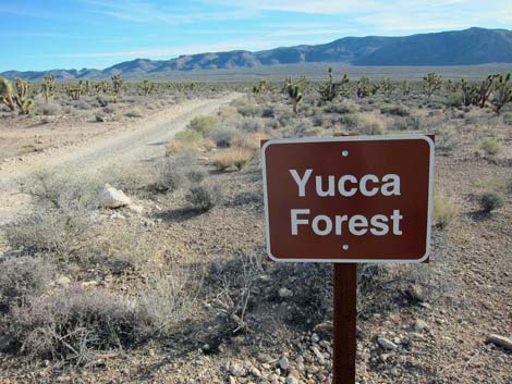 Yucca Forest