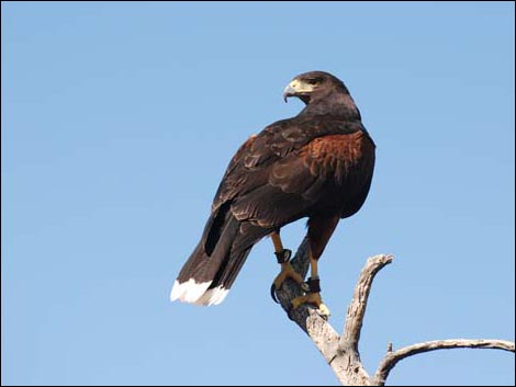 Arizona-Sonora Desert Museum