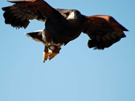 Birding the Arizona-Sonora Desert Museum