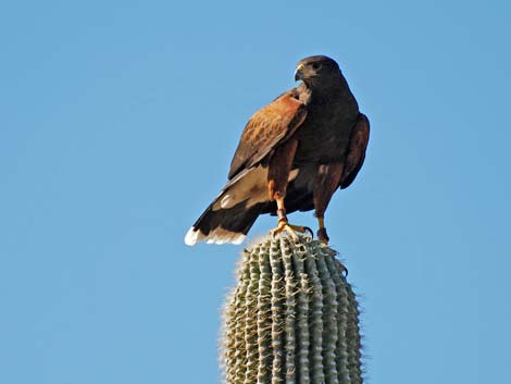 arizona-sonora desert museum