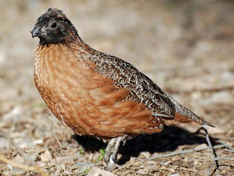 Birding the Arizona-Sonora Desert Museum