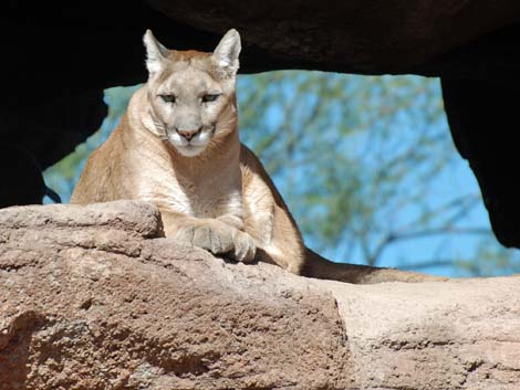 Birding the Arizona-Sonora Desert Museum