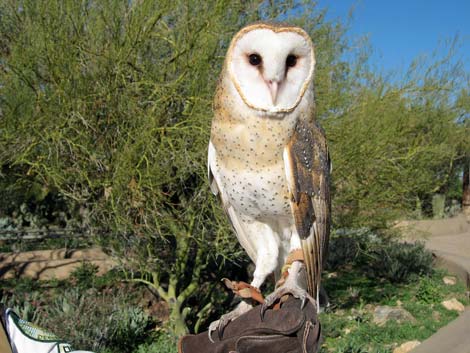 Birding the Arizona-Sonora Desert Museum