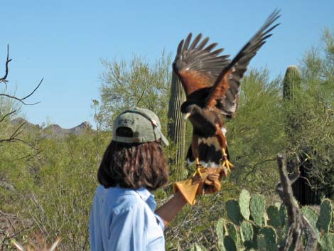 Birding the Arizona-Sonora Desert Museum