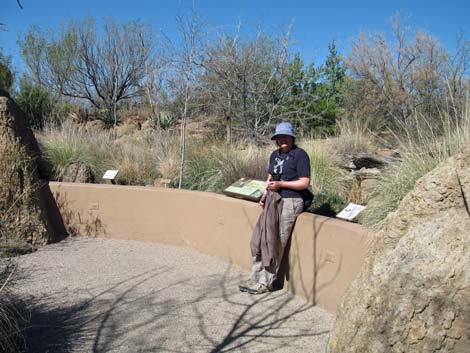 Birding the Arizona-Sonora Desert Museum