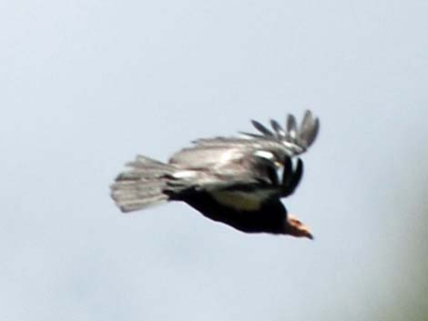 California Condors