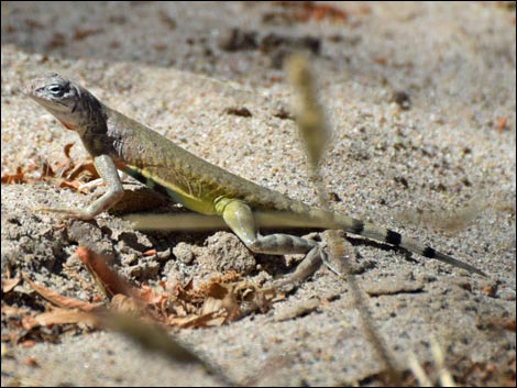 Hassayampa River Preserve