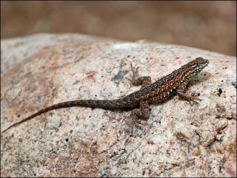 Hassayampa River Preserve