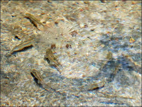 Hassayampa River Preserve