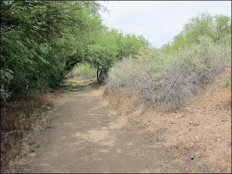 Hassayampa River Preserve