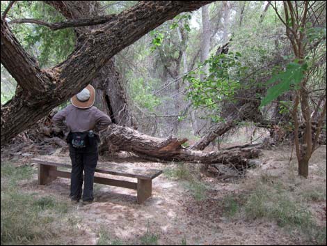 Hassayampa River Preserve