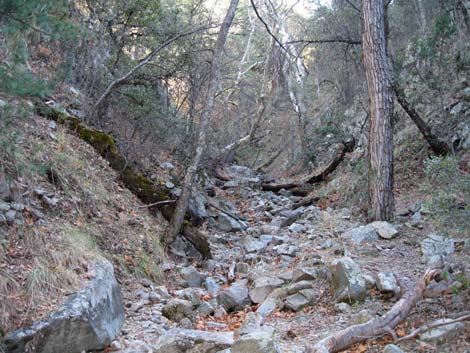 Madera Canyon, Santa Rita Mountains, Arizona