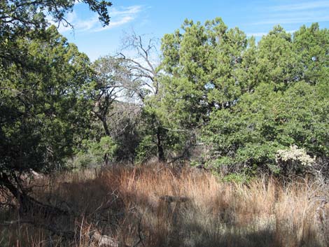 Madera Canyon, Santa Rita Mountains, Arizona