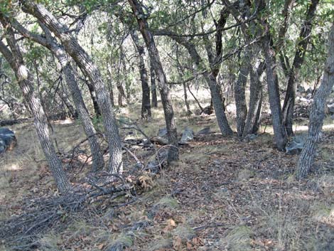 Madera Canyon, Santa Rita Mountains, Arizona