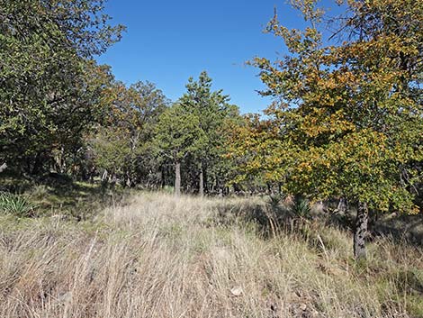 Madera Canyon