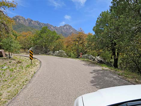 Madera Canyon