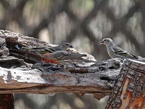 Jasper House Feeders