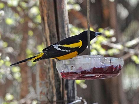 Jasper House Feeders