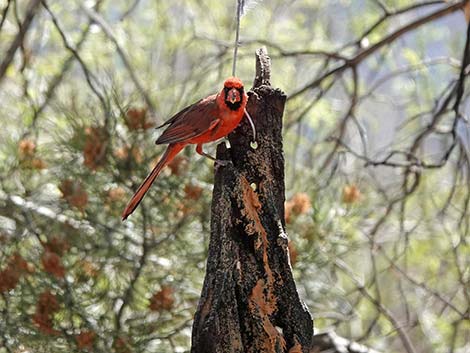 Jasper House Feeders