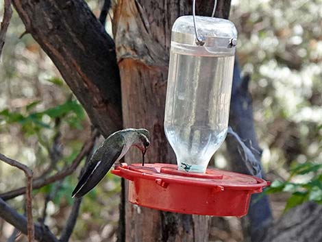 Jasper House Feeders