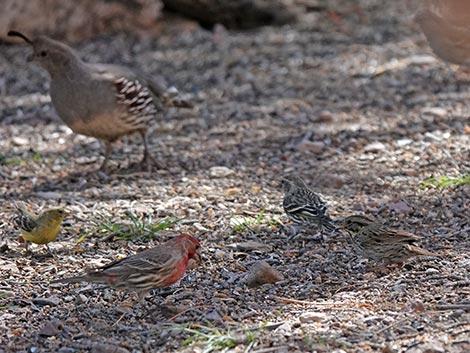 Jasper House Feeders