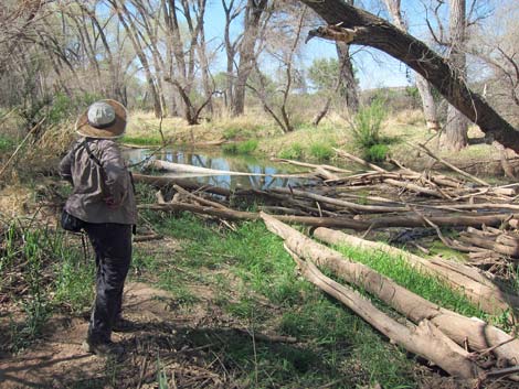 San Pedro Riparian NCA