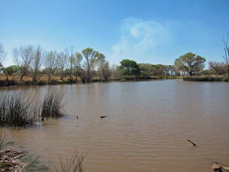 San Pedro Riparian NCA