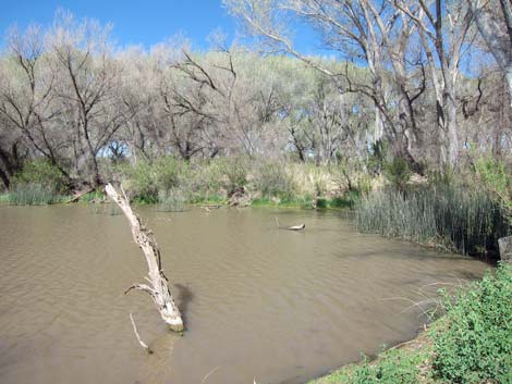 San Pedro Riparian NCA