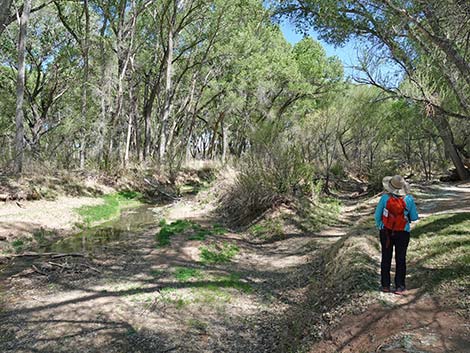 San Pedro Riparian NCA