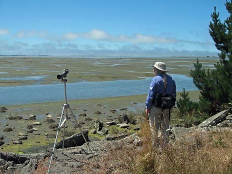 Arcata Marsh