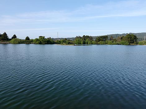 Arcata Bay