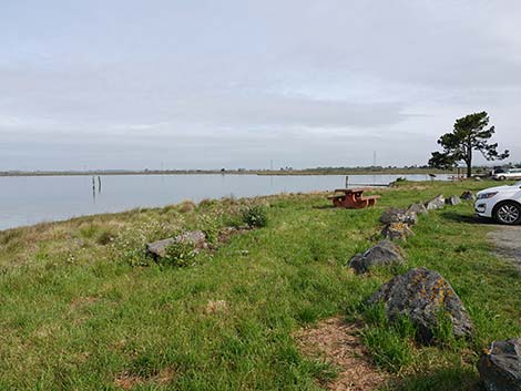 Arcata Marsh