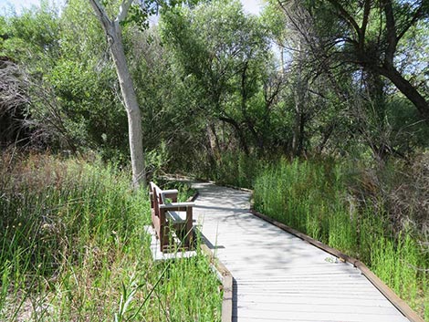 Big Morongo Canyon Preserve