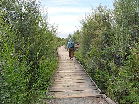 Boardwalk Trail