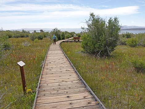 Boardwalk Trail