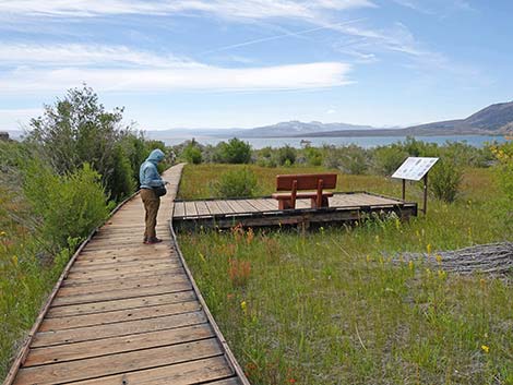 Boardwalk Trail