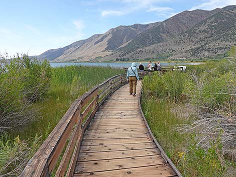 Boardwalk Trail