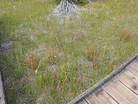 Boardwalk Trail