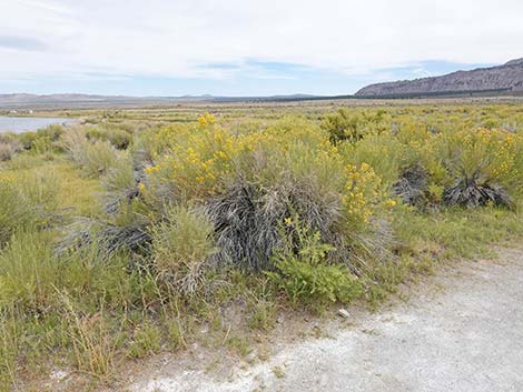 South Tufa Towers Trail