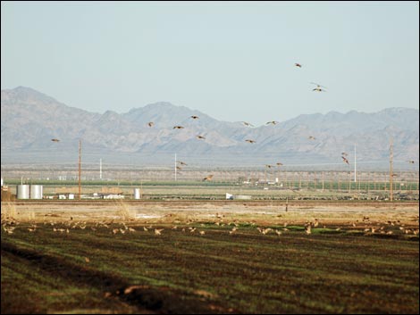 Salton Sea Farm Fields