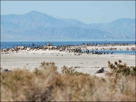 Birding the Salton Sea